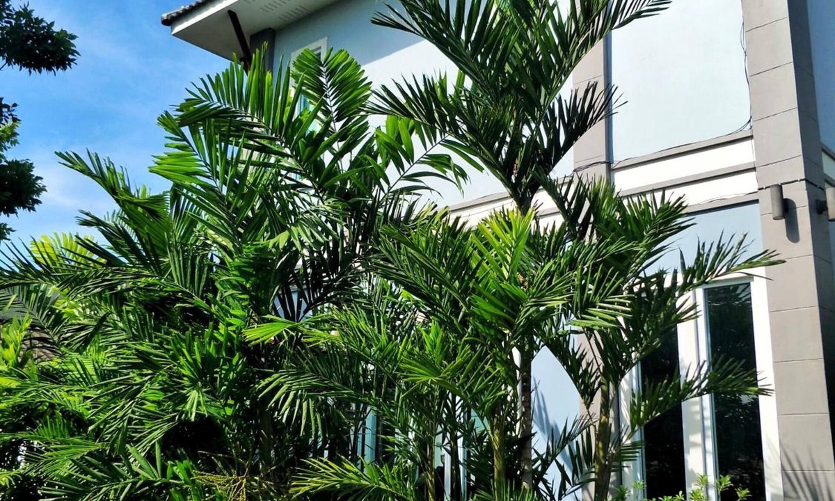 Thani Hotel | Blue House Sukhothai