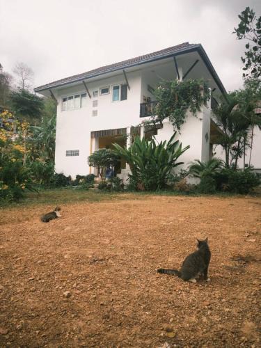 Ko Lanta Apartment | Fluffy Cat Paradise