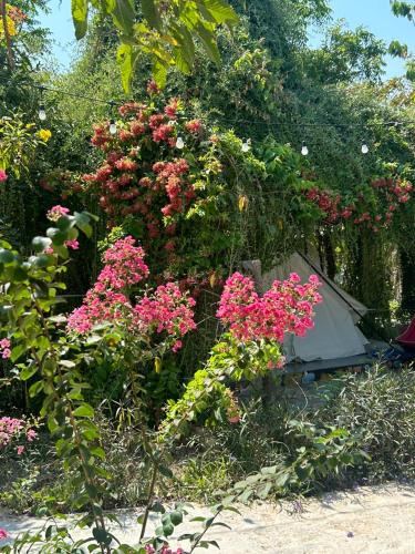 Ho Tram Other | Suối Đá F-Glamping