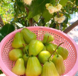 Mui Ne House | Bi Ti Guest House Mui Ne - Private Beach & Coffe