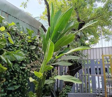 Cam Le Bed & Breakfast | Cát Tường Homestay