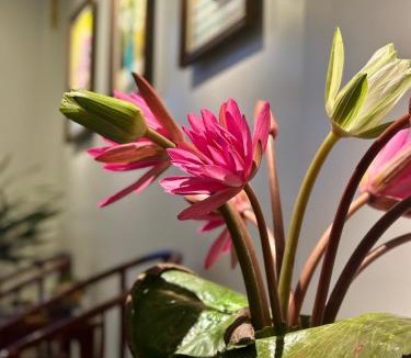 Sa Pa Hotel | Calla Lily Hotel