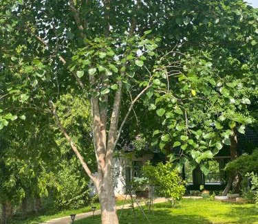 Chau Duc House | Casa Khang - a peaceful cottage close to HCMC