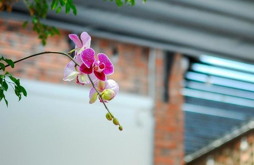 Hue Hostel | Chi Homestay #4