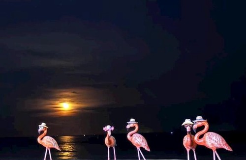 Hoang Hoa Hotel | Flamingo Hải Tiến - Căn hộ 2 phòng ngủ view đại dương