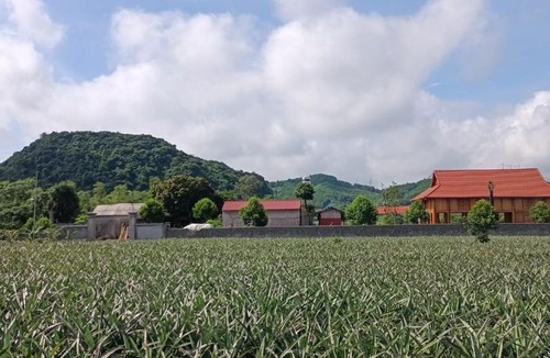 Nho Quan Hostel | Herbal Farm Day Retreat- Viên Thông Đường