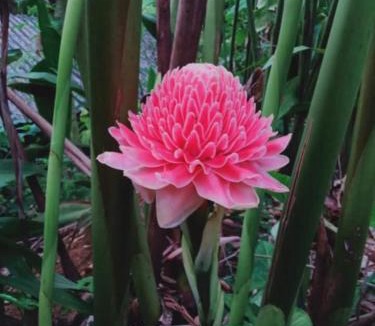 Mae Tha House | hug pang mao homestay Lampang โฮมสเตย์ฮักปางมะโอ ลำปาง