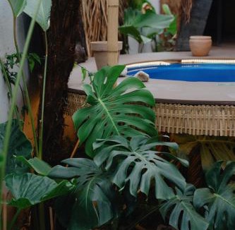 Binh Thuy Apartment | mango house, hide out Can Tho