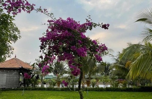 Tay Ninh House | Melalueca tây ninh