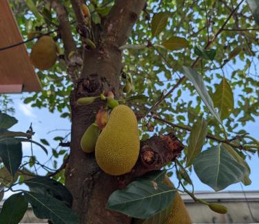 Cam An House | Orchard Living - Hostel in Hoi An