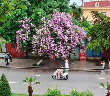 Quan Do Son House | Quang Minh Hotel