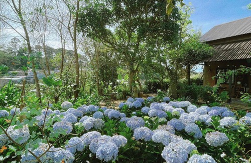 Da Lat Villa | Retreat House in Da Lat center - 3km to Ho Xuan Huong lake.