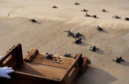 Con Son Resort | Six Senses Con Dao - Turtle Island Paradise
