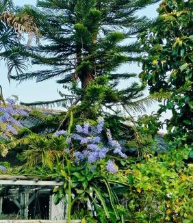 Saraphi House | Sukjai Homestay