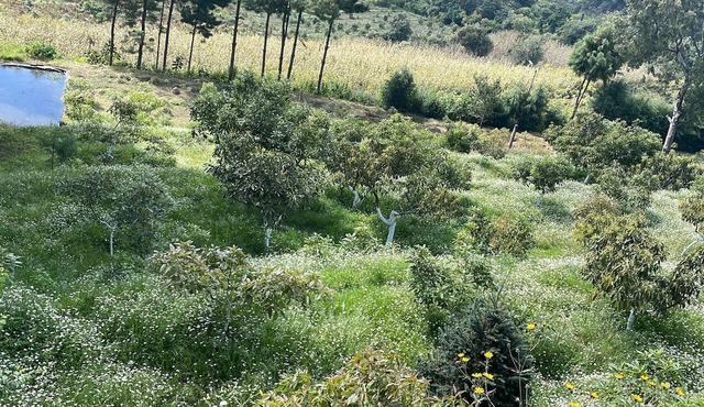 Bungalow. Come and enjoy a family outing surrounded by nature in ozumba