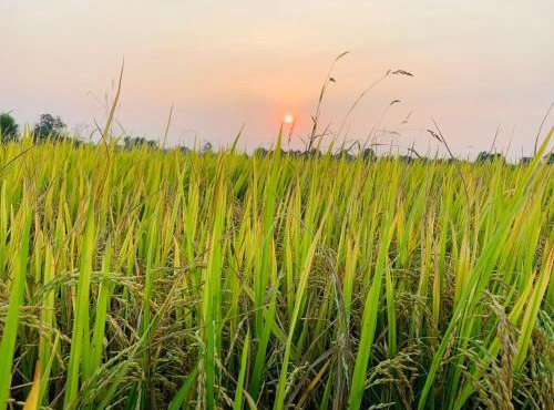 Cu Chi Boutique Farmstay