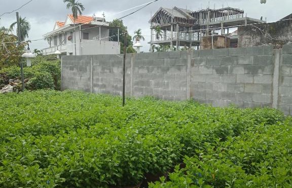 Flower Village Homestay