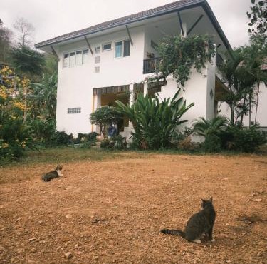 Fluffy Cat Paradise in Ko Bu Bu