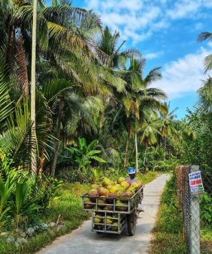 Green Coconut Island