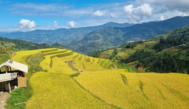 Riz d'Or Ermitage - Hoang Su Phi