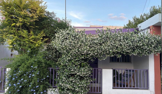 Shelter among plants in Tampiquito 2br, 3bed, 2ba in San Pedro Garza García