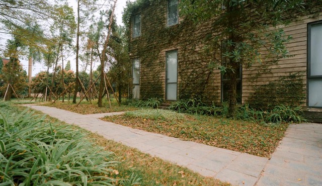 Veco Pine