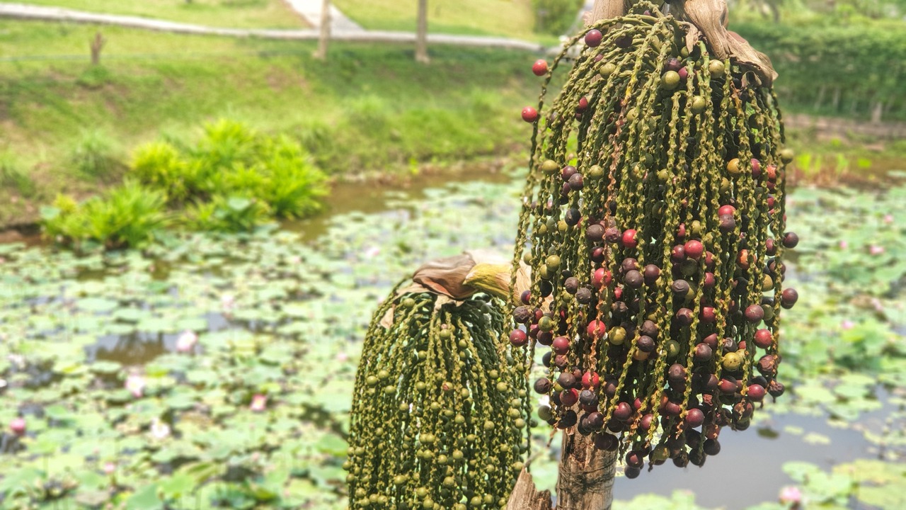 Photo of Outdoor in Luang Prabang