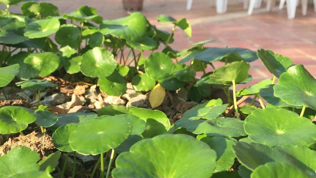 Photo of Outdoor in Chiang Khong