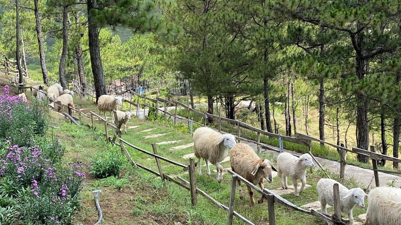Photo of Outdoor in Da Lat