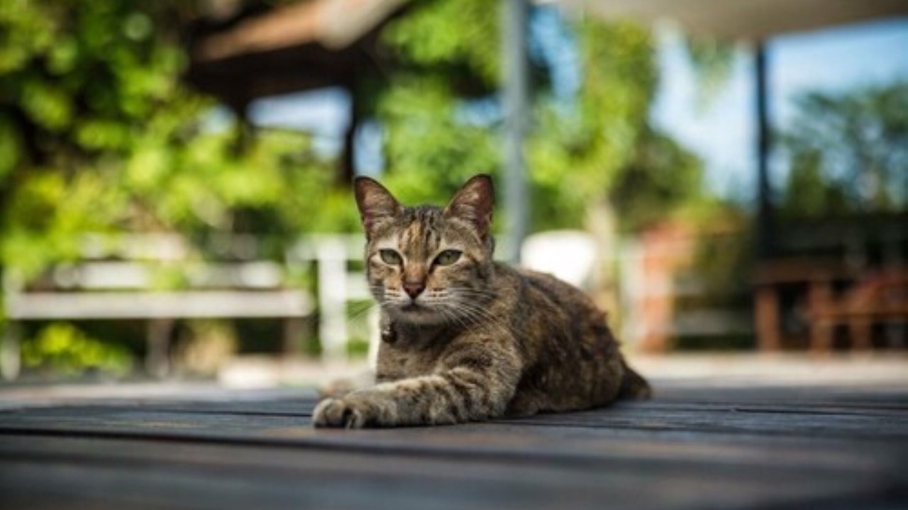 Photo of Others in Krabi