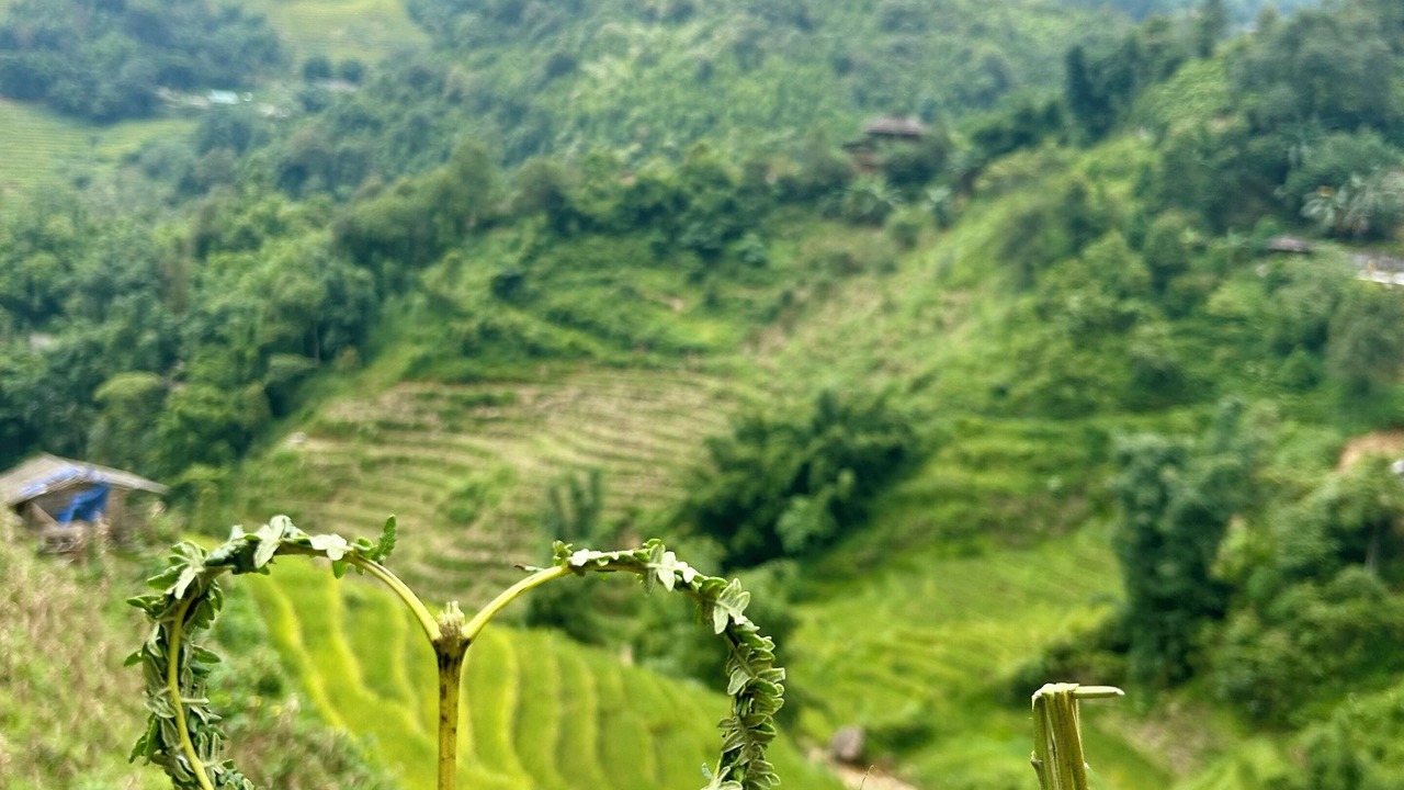 Photo of Others in Hau Thao
