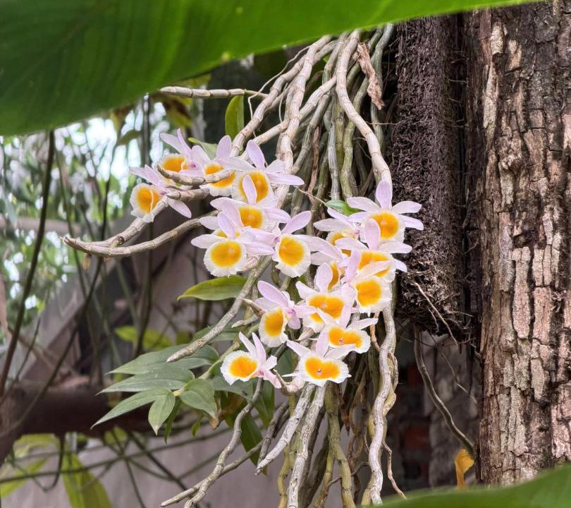 Photo of Outdoor in Đong Thanh