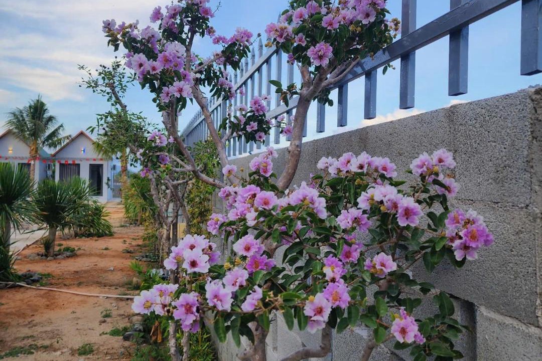 Photo of Others in Phan Rang