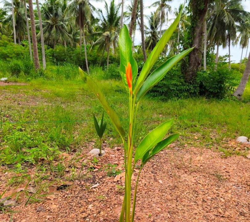Photo of Outdoor in Sawi