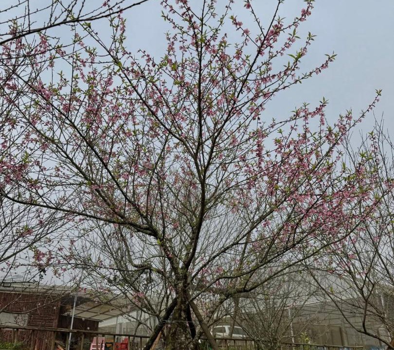Photo of Outdoor in Sa Pa