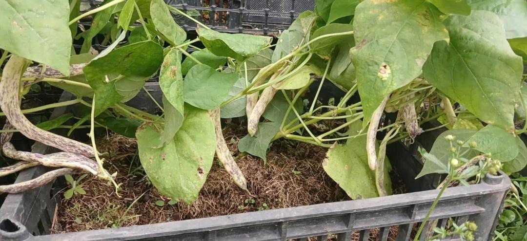 Photo of Outdoor in Sa Pa