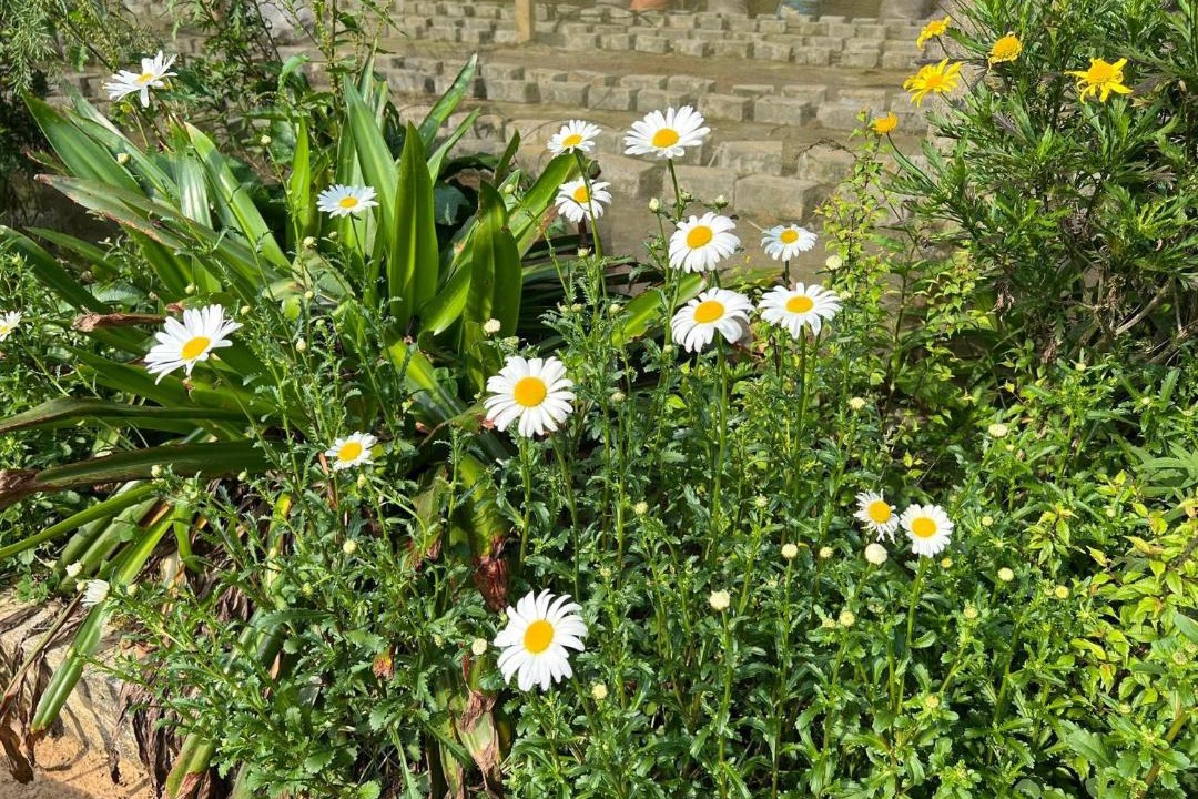 Photo of Outdoor in Sa Pa