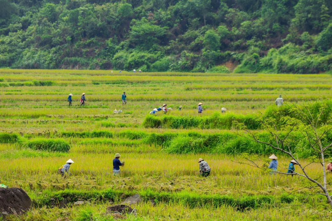 Photo of Others in Pu Long Nature Reserve