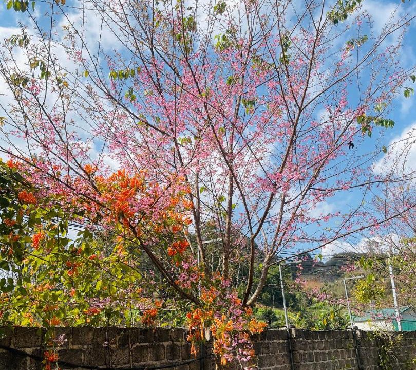 Photo of Others in Moc Chau