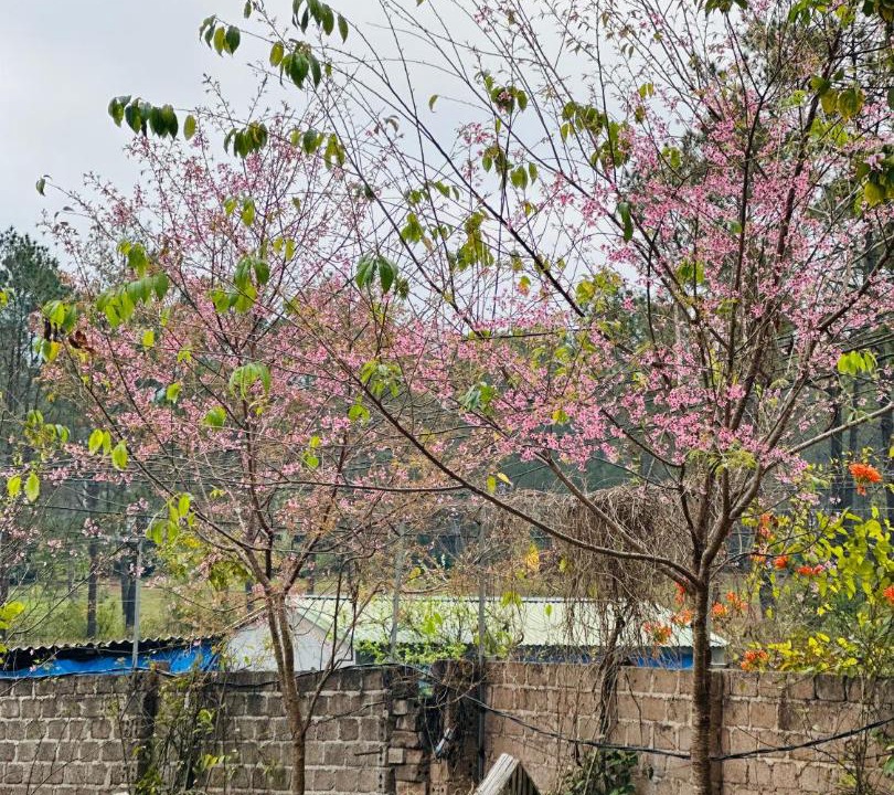 Photo of Others in Moc Chau