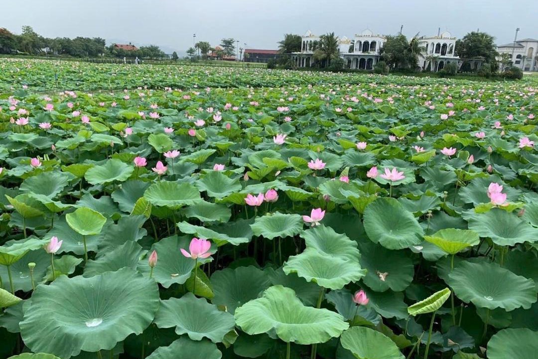 Photo of Others in Thanh Thuy