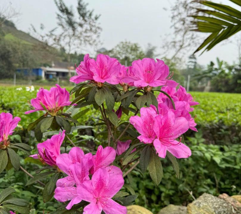 Photo of Outdoor in Dai Tu