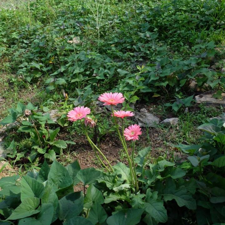 Photo of Outdoor in Tan Lac