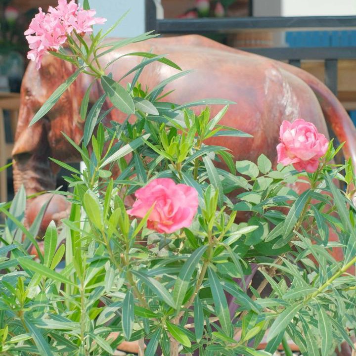 Photo of Others in Luang Prabang