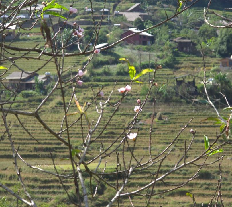 Photo of Others in Hau Thao