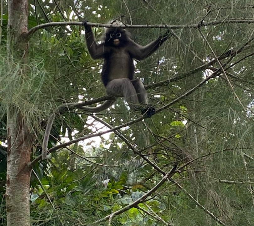 Photo of Others in Krabi