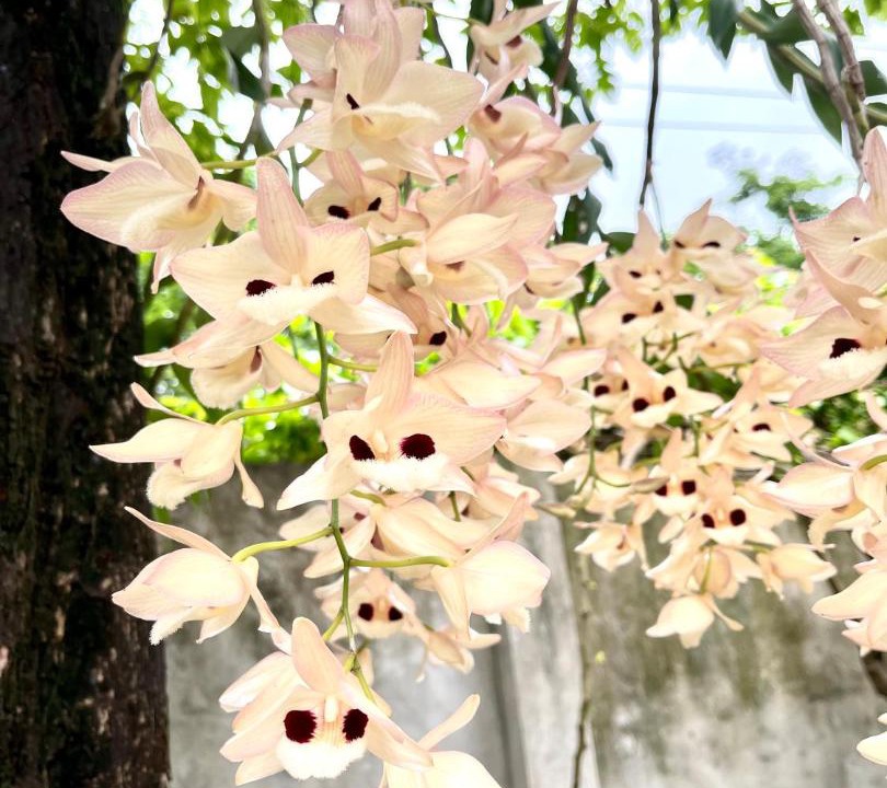 Photo of Outdoor in Vinh Yen