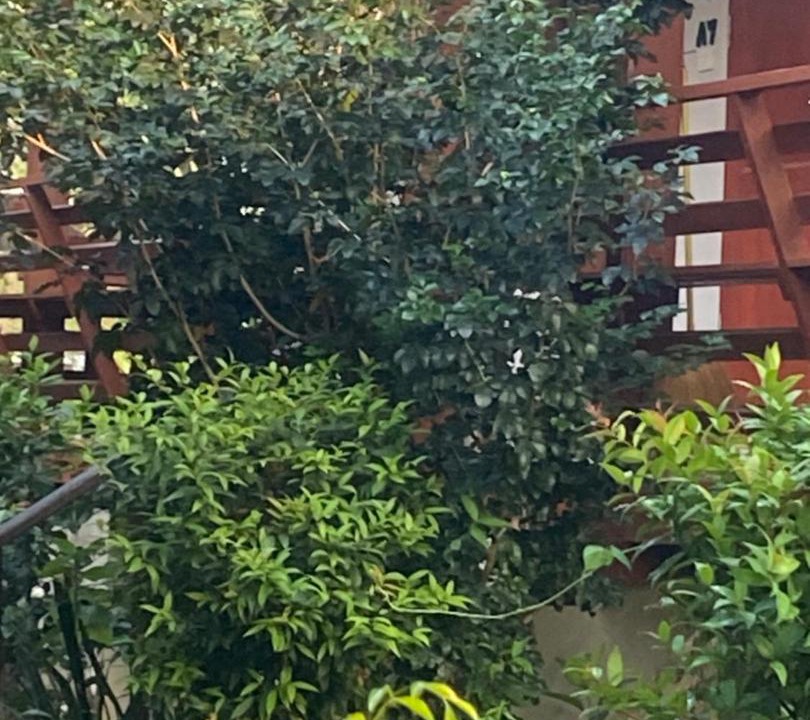 Photo of Others in Pai