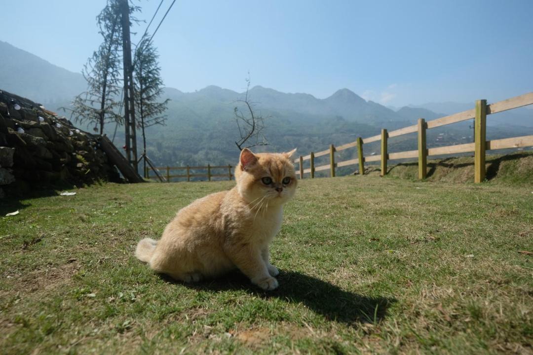 Photo of Others in Hau Thao