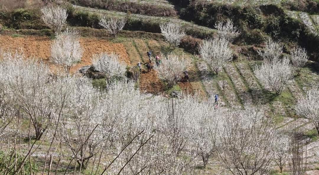 Photo of Others in Bac Ha